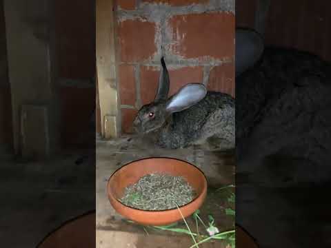 Rabbit ..kunići ..10.07.2022