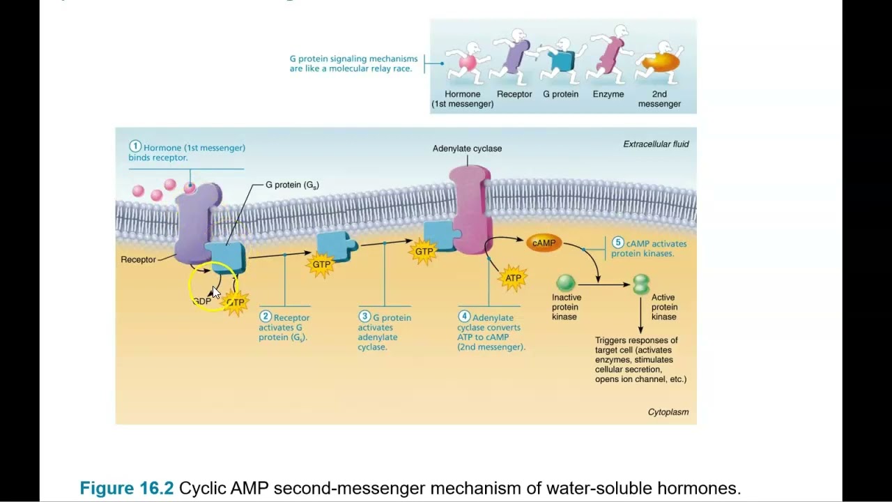 Lecture 4 endocrine system