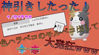 【ポケモン剣盾】超超神回！８万分の１！色ハラペコのモルペコgetして大発狂した女【証付き色違い】