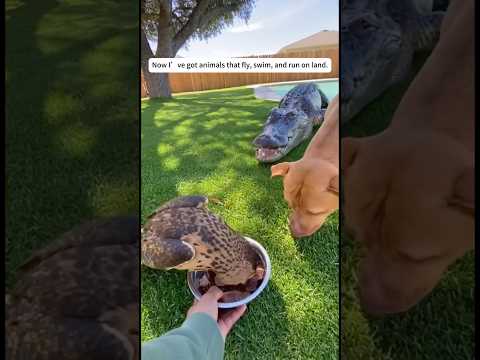 Now we’ve got animals from the sky, the water and the ground. #cute #funny #shorts #rescue