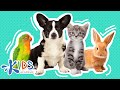 Pets Learn More About Pets For Kids Kids Academy