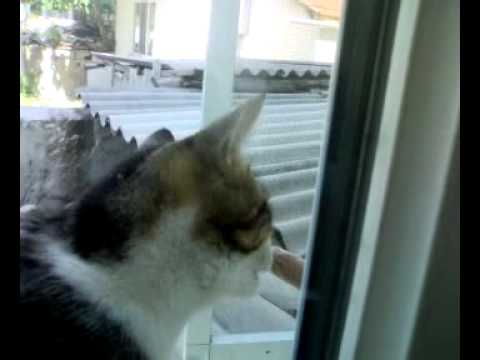 cat eats honey.mp4 - YouTube