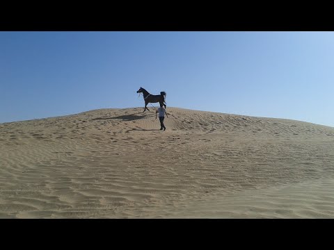 3YO · Bit Training & First Contact