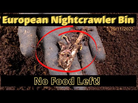European Nightcrawlers (ENC) - Worms Everywhere! 10/11/2022