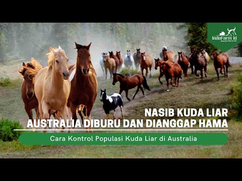 , title : 'Ternyata Begini Cara Hidup Kuda Liar di Australia yang Dianggap Hama'