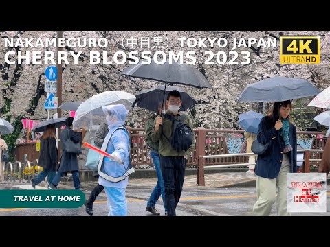 4k hdr Japan cherry blossoms 2023 | Rain Walk in Nakameguro （中目黒）Tokyo | Best sakura viewing spots.