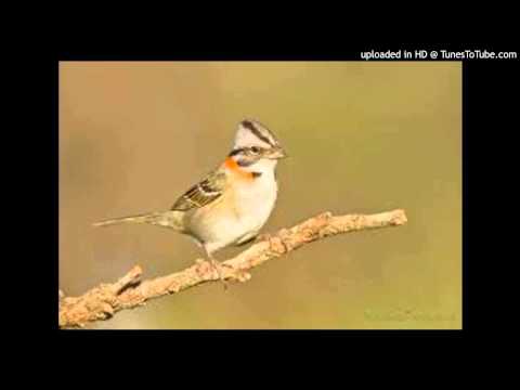 Today's Tango Is... Ya No Cantas Chingolo - Francisco Canaro 10-09-1948