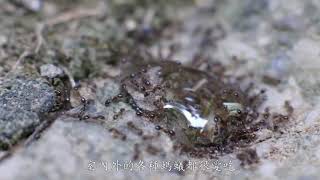 [問卦] 急！房間一堆螞蟻如何處理？