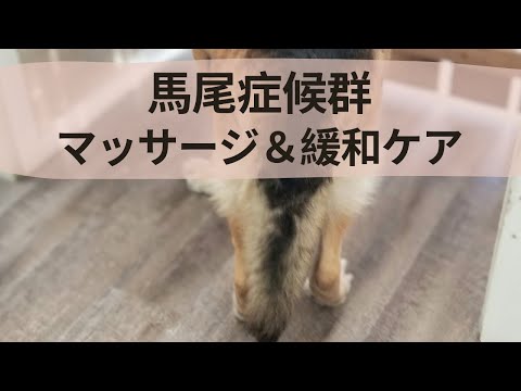 犬の馬尾 - 症状と治療