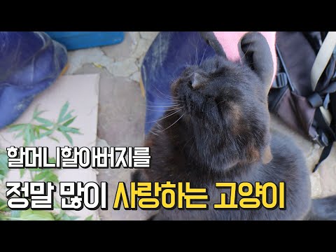 할머니할아버지 사랑을 먹고 사는 고양이