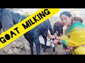 Goat Milking