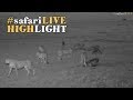 Cheetah Takes Down Wildebeest And Hyenas Steal It