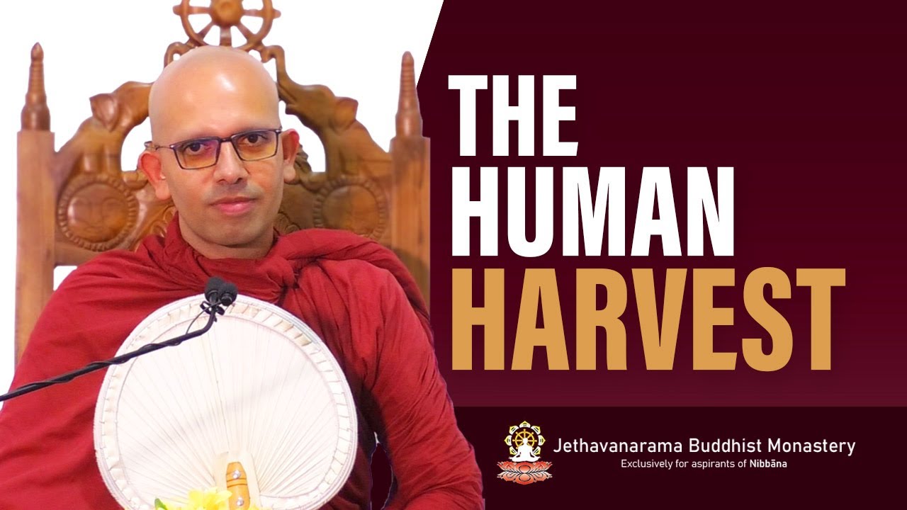 The Human Harvest