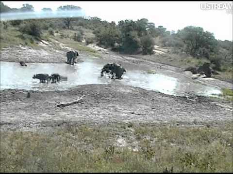 Elephants at Djuma, February 17, 2012