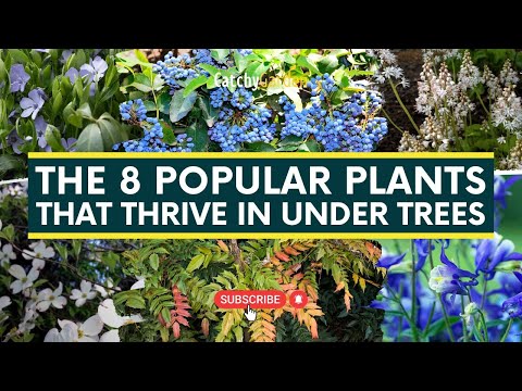 The 8 Popular Plants That Thrive In Under Trees 🌳🌸🍃 // Gardening Tips