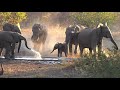 Elephant Trumpet