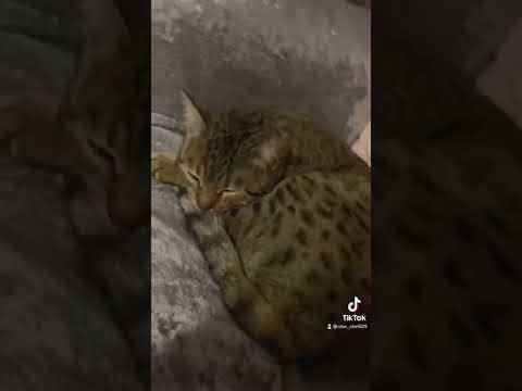 Bengal cat sleeping adorable ☺️
