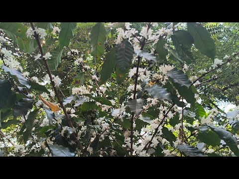 PÉS DE CAFÉ EM MONTE ALTO - SP