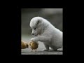 Dog Playing With Chicks Looking Cute Dogs Fun