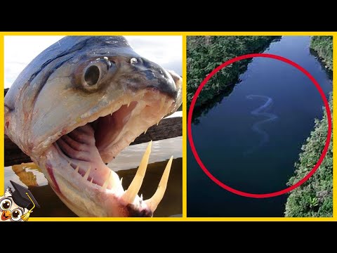 10 Most Dangerous Animals in the Amazon Rainforest