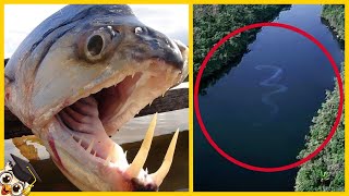 10 Animais mais Perigosos da Floresta Amazônica