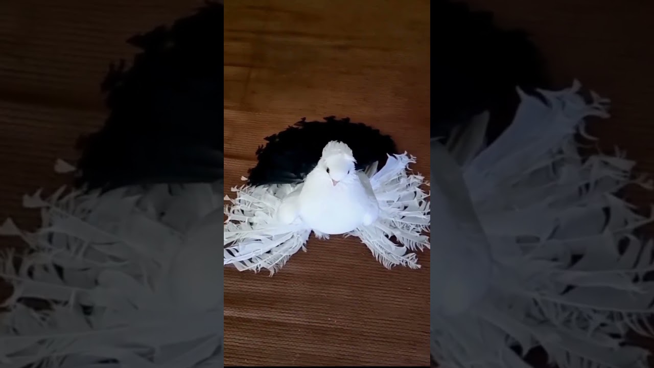 lakkha kabutar 🤞🔥🥰#hindi #kabutarl #pigeon @Kabootarcare @allnewkabootertipstricks