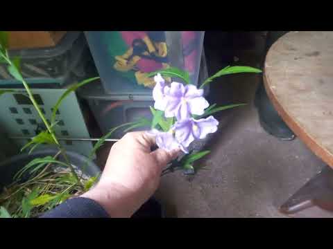 Tamarillo - Hardy Tree Tomato (or close relative)  24 May 2022, 10:40