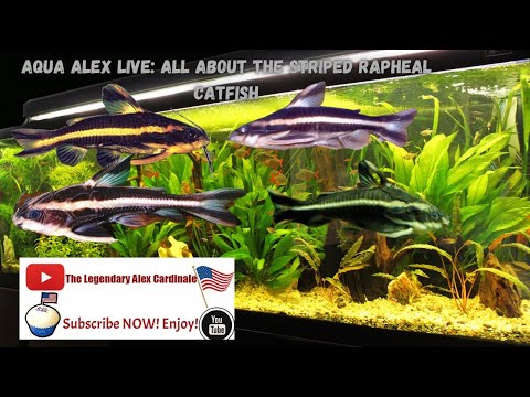 Aqua Alex LIVE: All About Striped Raphael Catfish (Platydoras Armatulus)!!