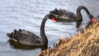 Morning with black swans
