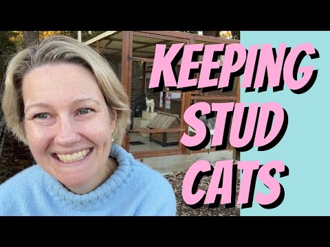 Keeping Stud Cats, Answering your questions - Cat Breeding For Beginners, Cattery Advice, Breeders