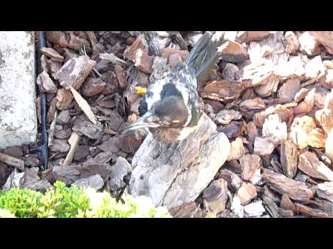 Cría de urraca "hablando"