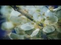 Ginkgo Garden - Back In Time, HD Enigmatic Music - Безсмертный Дельфин Ginkgo Garden - Back In Time, HD Enigmatic Music