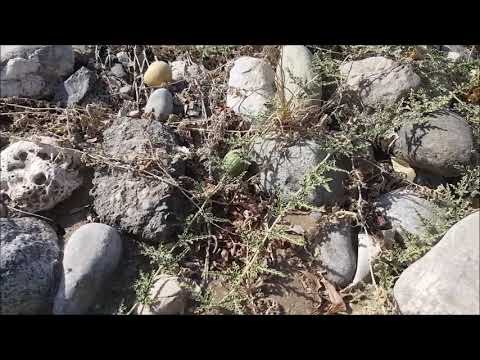 Plants of Oman - some common plants