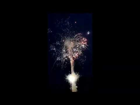 APF 2073   Rainbow Chrys