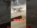 Real Fight Desi Dog In Village Desi Dog Fighting