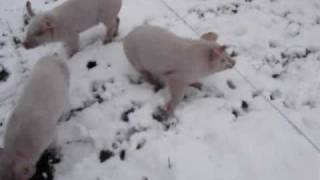 cochons dans la neige