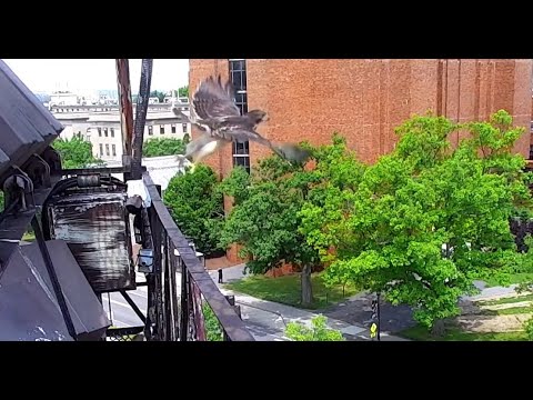 Third Fledge at the Cornell Red-tailed Hawk Nest as "L3" Takes Flight | June 13, 2022