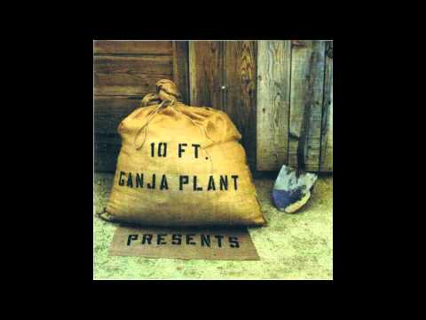 10 Ft. Ganja Plant - Chalwa