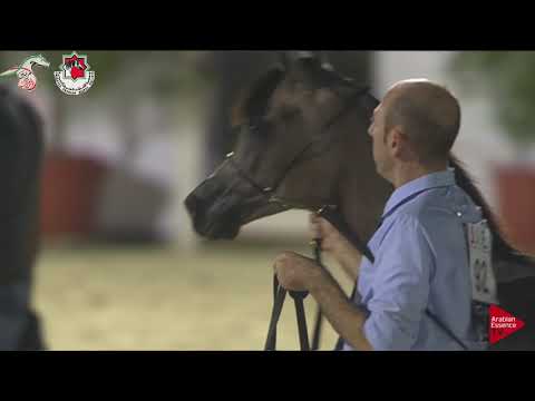 N 92 LUBNA AL FIRAS   Emirates AHBC