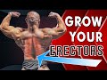 Tips For Spinal Erector Growth