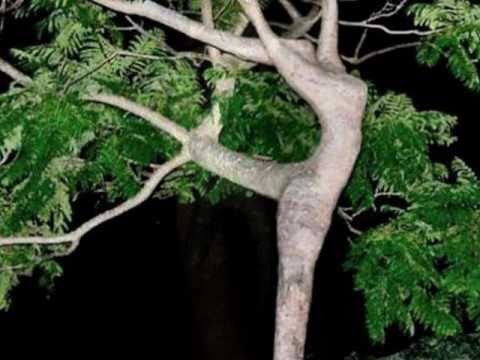 opadają mi ręce... (Krystyna Prońko)