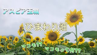 【ひまわり畑と白いブランコ】アスピア玉城