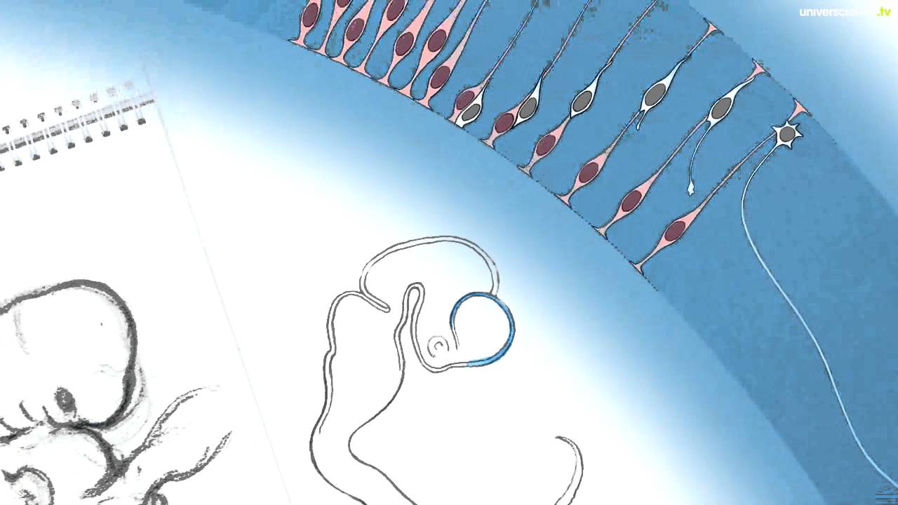 Naissance du cerveau