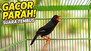 Download lagu POKSAY MANDARIN GACOR PARAH!! Suara Nembak Kasar Bikin Tetangga Kaget mp3
