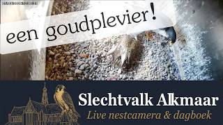 Man brengt een Goudplevier!