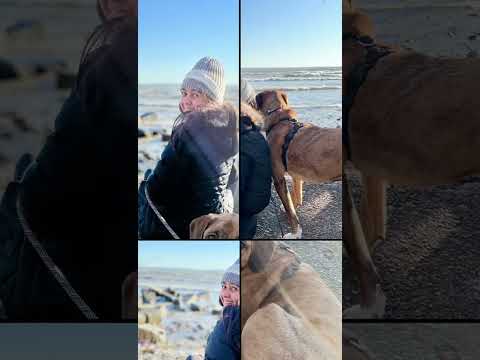 Weekend walk with our dog Jarvis🥰 #lifeincanada #rescuedog #dogparents