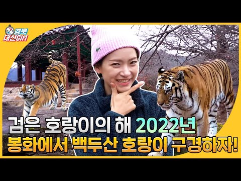 경북대신GIRLㅣ2022년은 호랑이의 해?!