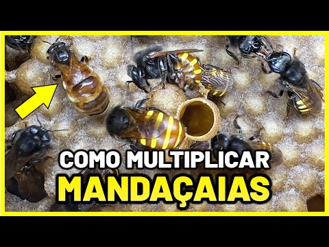 Como fazer divisão de Mandaçaia por indução passo a passo