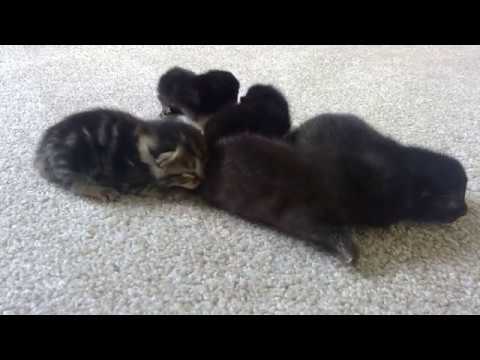 7 DAY OLD KITTENS - WILL MOM CAT ABANDON HER RUNT?