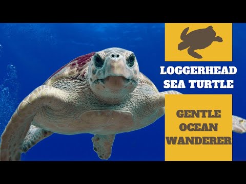 Loggerhead Sea Turtle: Gentle OCEAN Wanderer | Meet The Wild
